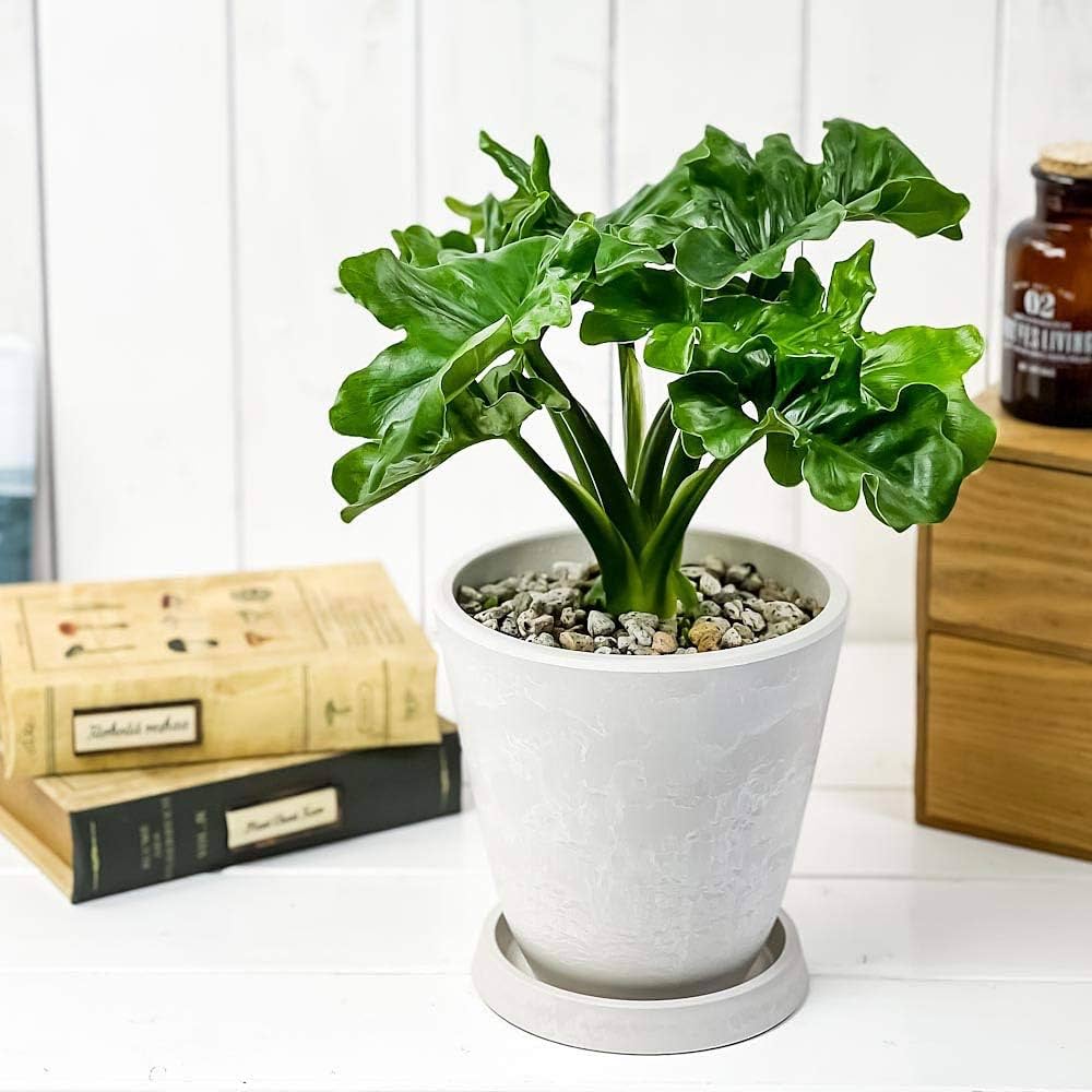 Amazon.co.jp: PLANCHU 観葉植物 フィロデンドロン セローム スーパー