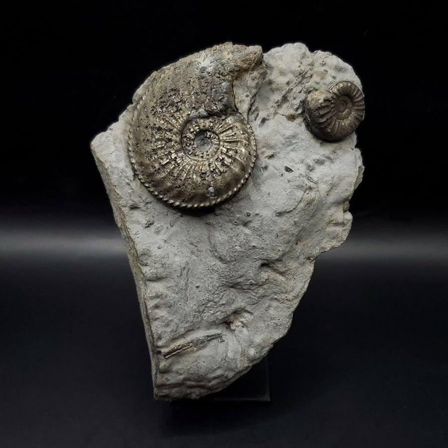 小物1 アンモナイト化石 光沢あり 小物1 アンモナイト化石 光沢あり