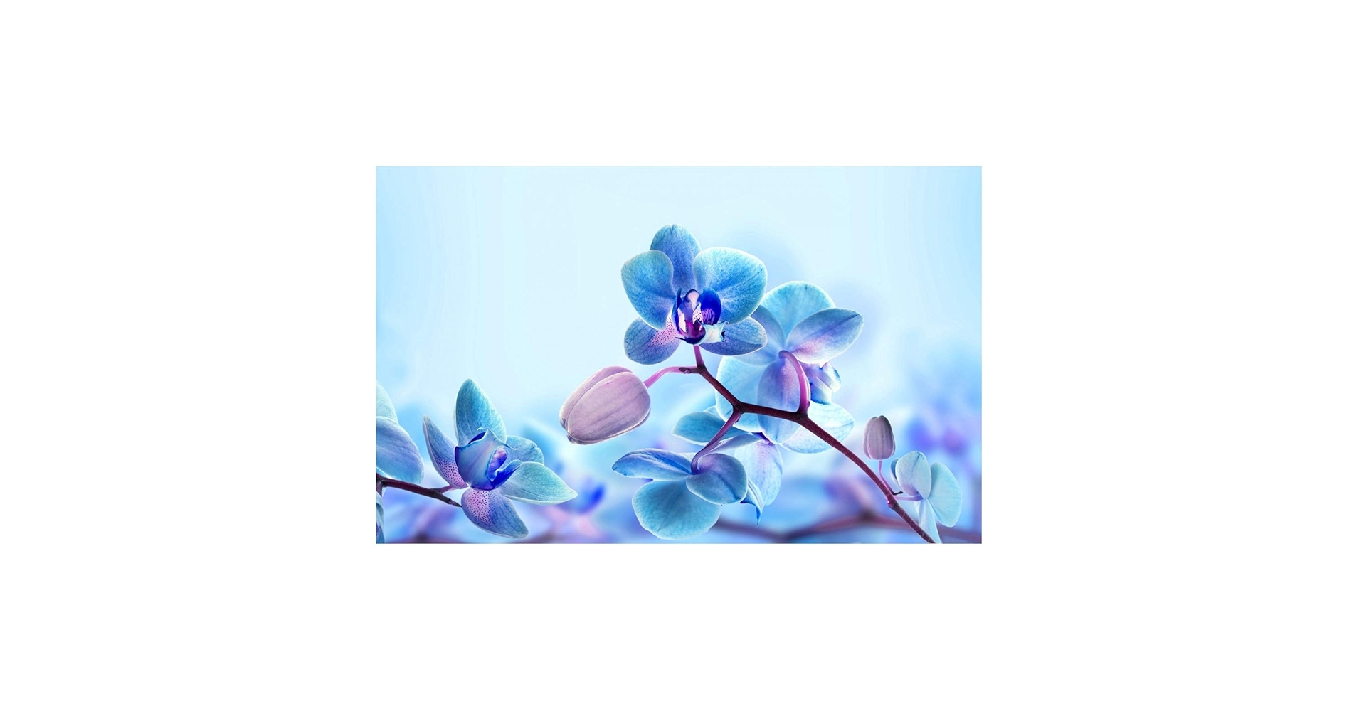 キャンバス油絵 phorn 美しいラズちゃんと青い花 メモリアル