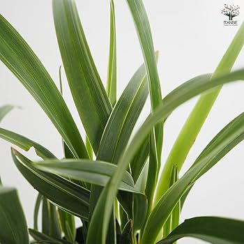 Amazon.co.jp: ITANSE ディアネラ (キキョウラン) シルバー