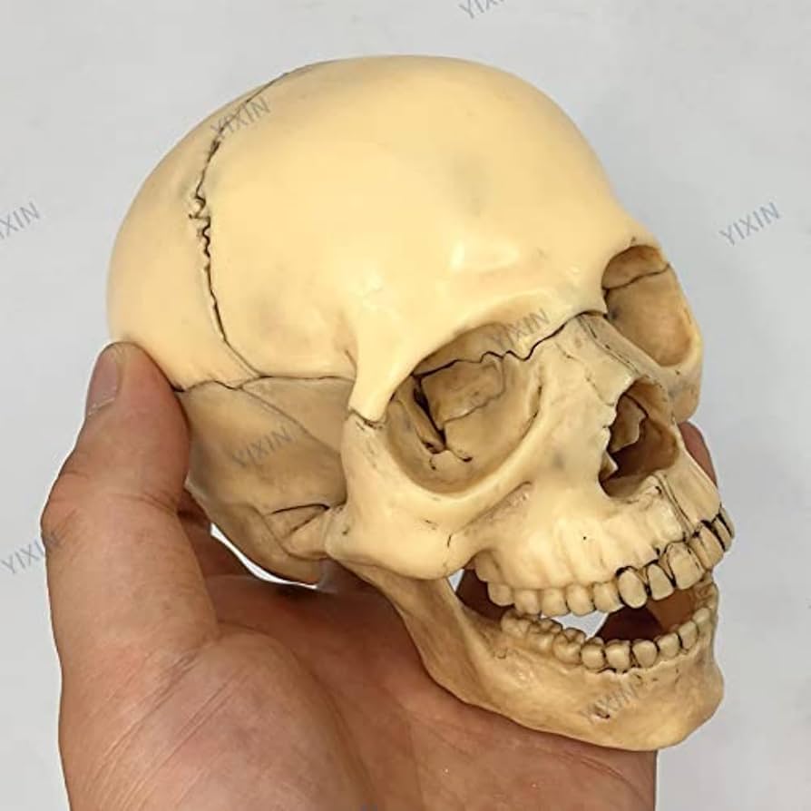 Amazon | 頭蓋骨 頭蓋骨模型 骸骨 模型 顎関節 歯模型 骨格 分解可能顎