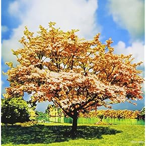 Amazon.co.jp: カラオケ: ミュージック