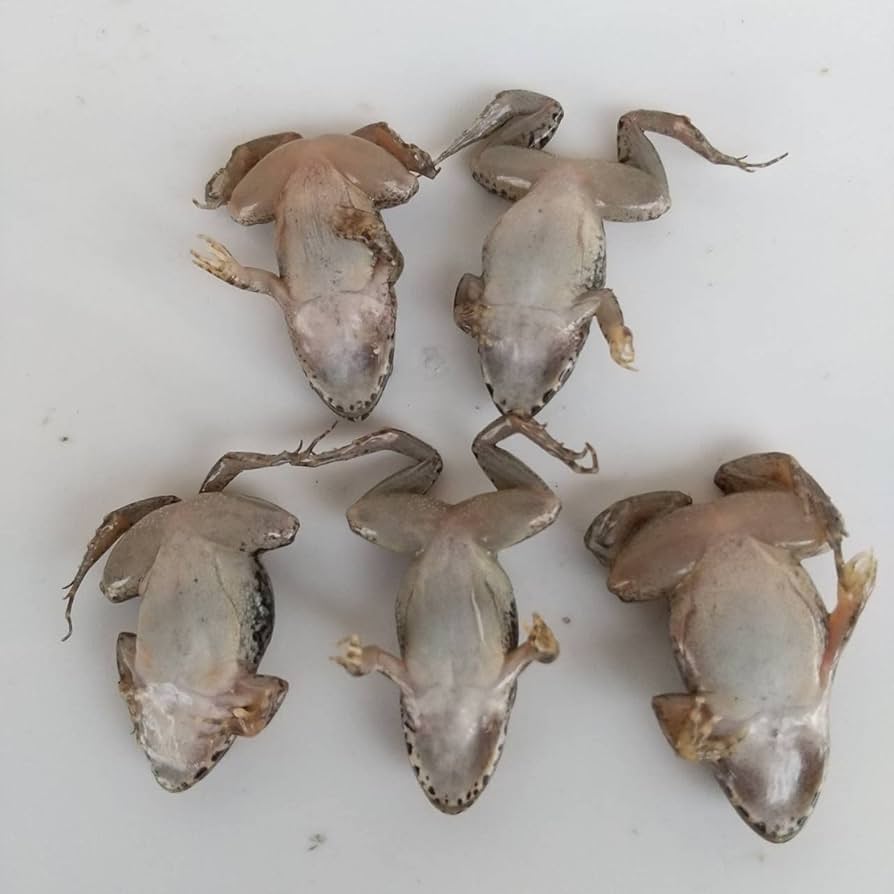 冷凍カエル【M・100匹】餌用カエル 約3〜4cm ヌマガエル 餌 自家繁殖