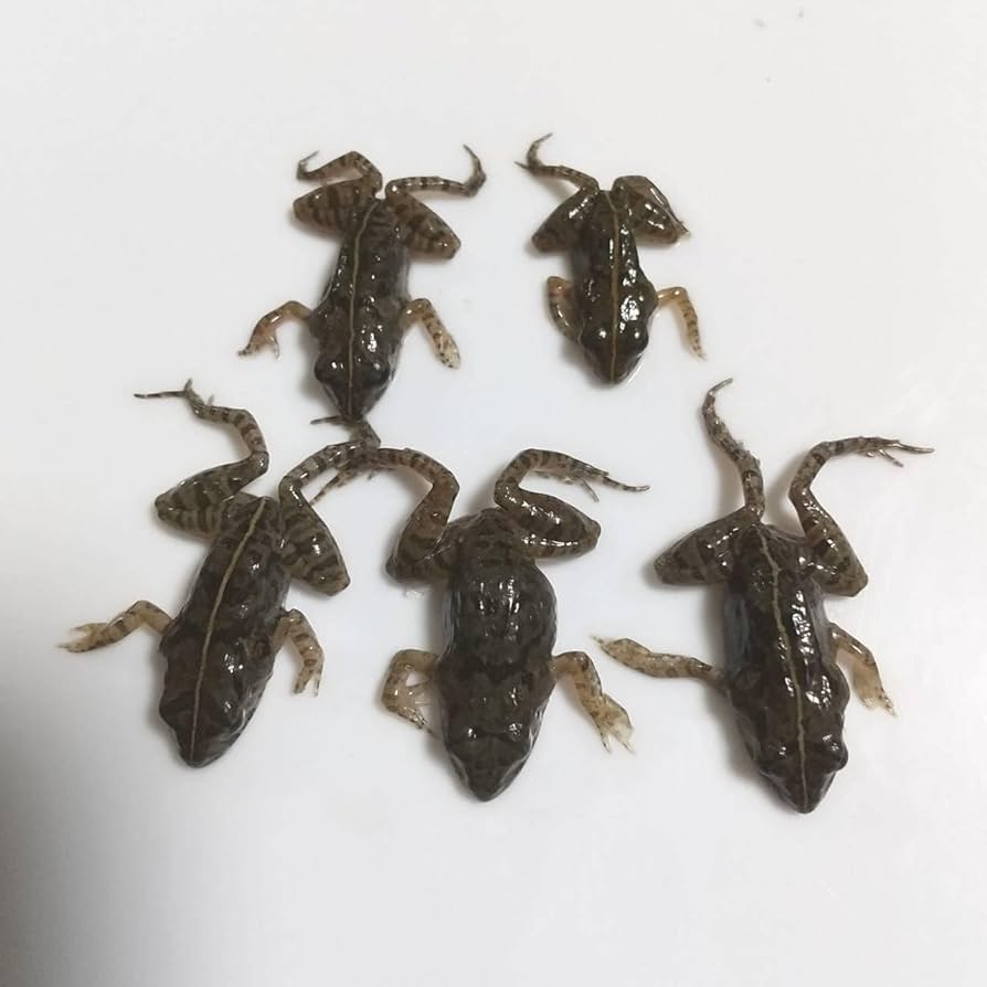 Amazon | 冷凍餌 10匹 餌用カエル ヌマガエル エサ用 急速冷凍 ヘビの