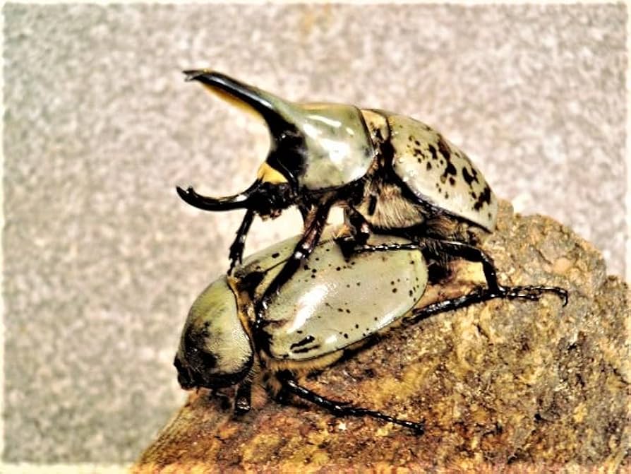 Amazon | 【生体】グラントシロカブトムシ 幼虫 5匹セット（グラント