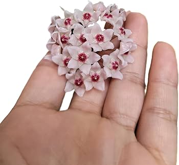 61LmvMSTvsL._AC_UF350,