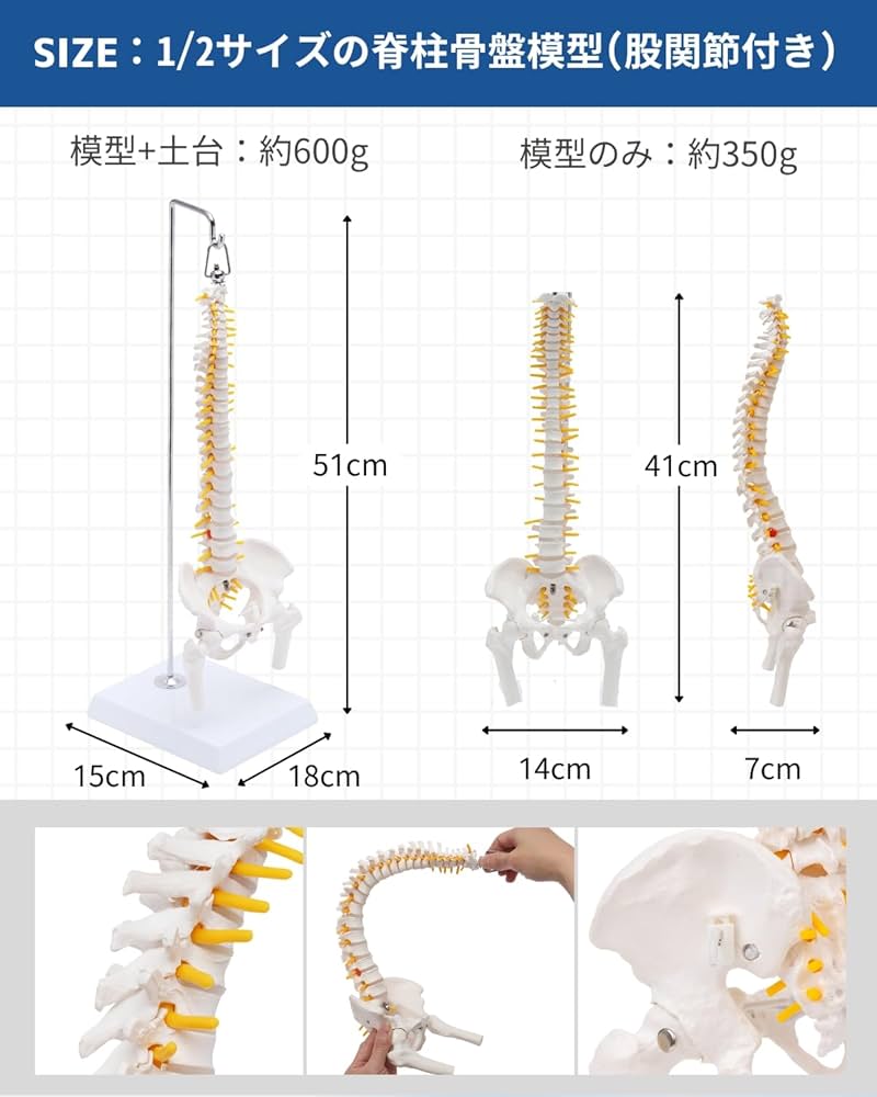 Amazon.co.jp: KIYOMARU 1/2サイズなのに高精度かつグニャと背骨を