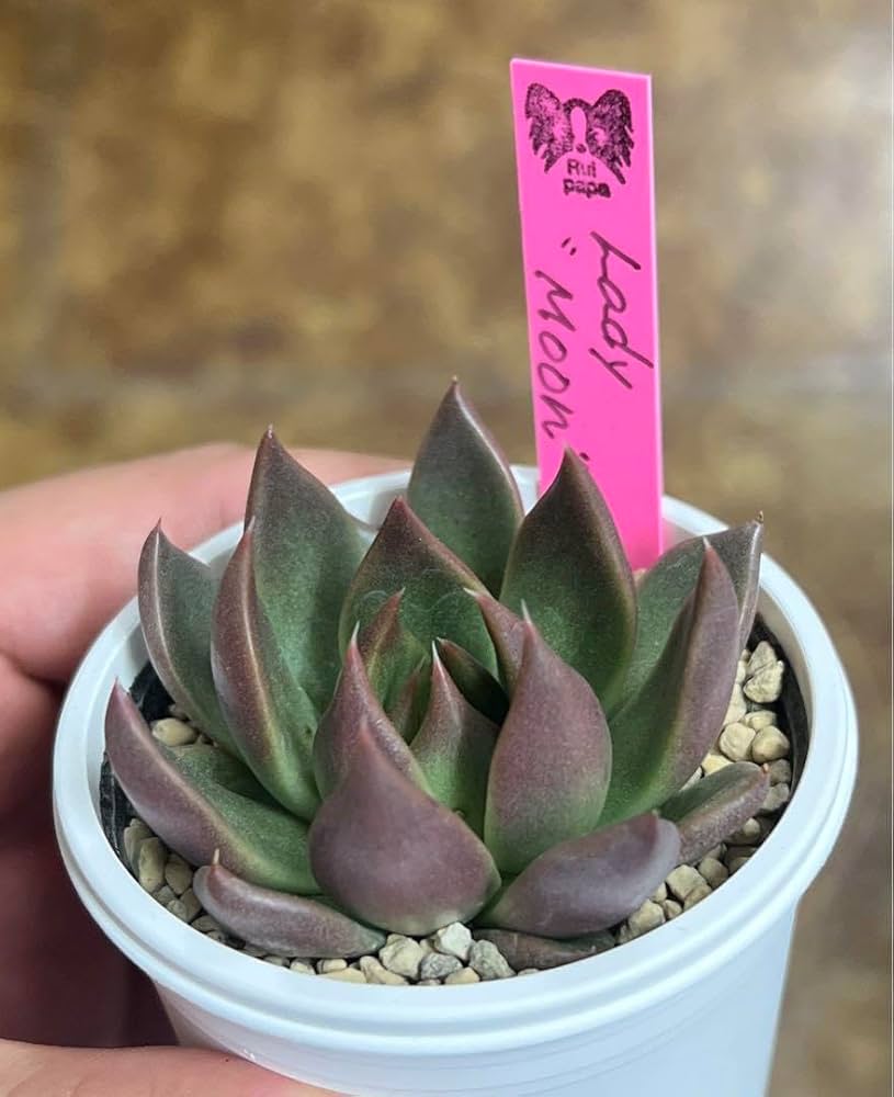 ふ*☆様 ルイパパさん苗 ボノボノ リンゼアナ 札付き ふ*☆様 ルイパパ