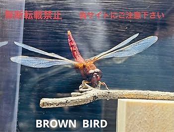 Amazon | ショウジョウトンボ立体標本 ライブ標本 トンボ 蝶 昆虫標本