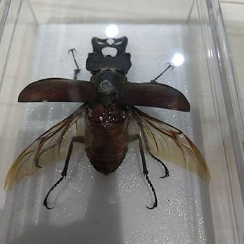 Amazon.co.jp: クワガタ 標本 ケースとスタンド付き : ペット用品