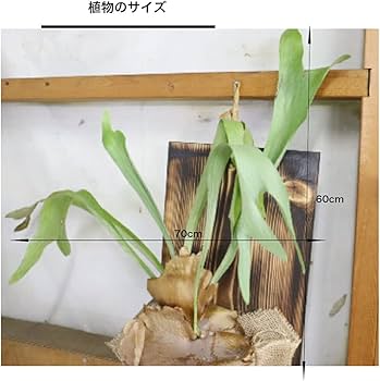 Amazon｜PURIZA 希少植物 ビカクシダ (コウモリラン) 板付け仕立て