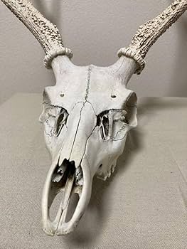 Amazon | シカの角鹿の角頭蓋骨付雄鹿ニホンジカハンティング