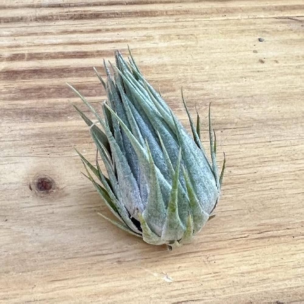 Amazon｜おしゃれ 観葉植物 エアープランツ：チランジア カウツキー