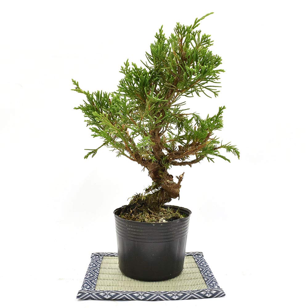 Amazon.co.jp: 盆栽 糸魚川真柏 素材 苗木 15cm ミニ盆栽 小品盆栽