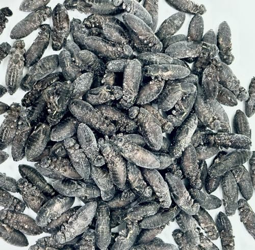 冷凍コオロギ」の人気商品一覧 | 安い商品を通販サイトから探す - 価格.com