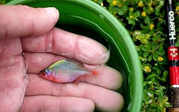 Amazon | Huerco フエルコ NB120 / のべ竿 振出 | Huerco | 渓流竿