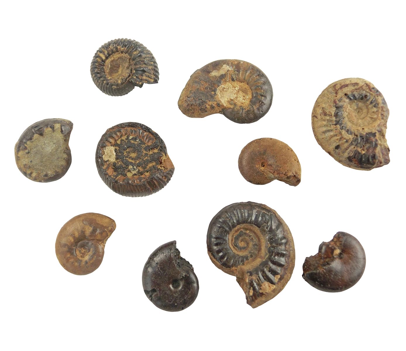 アンモナイト化石 約20cm 1997.8採掘 アンモナイト化石 約20cm 1997.8採掘