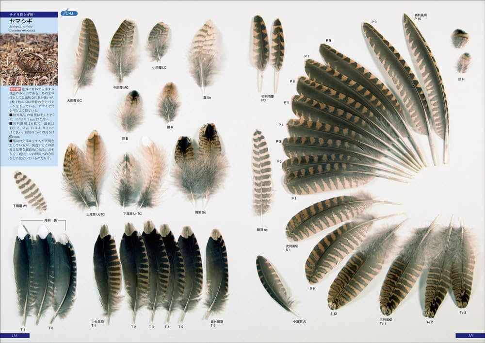 原寸大写真図鑑 羽 増補改訂第2版 | 叶内 拓哉, 高田 勝, 新谷 亮太