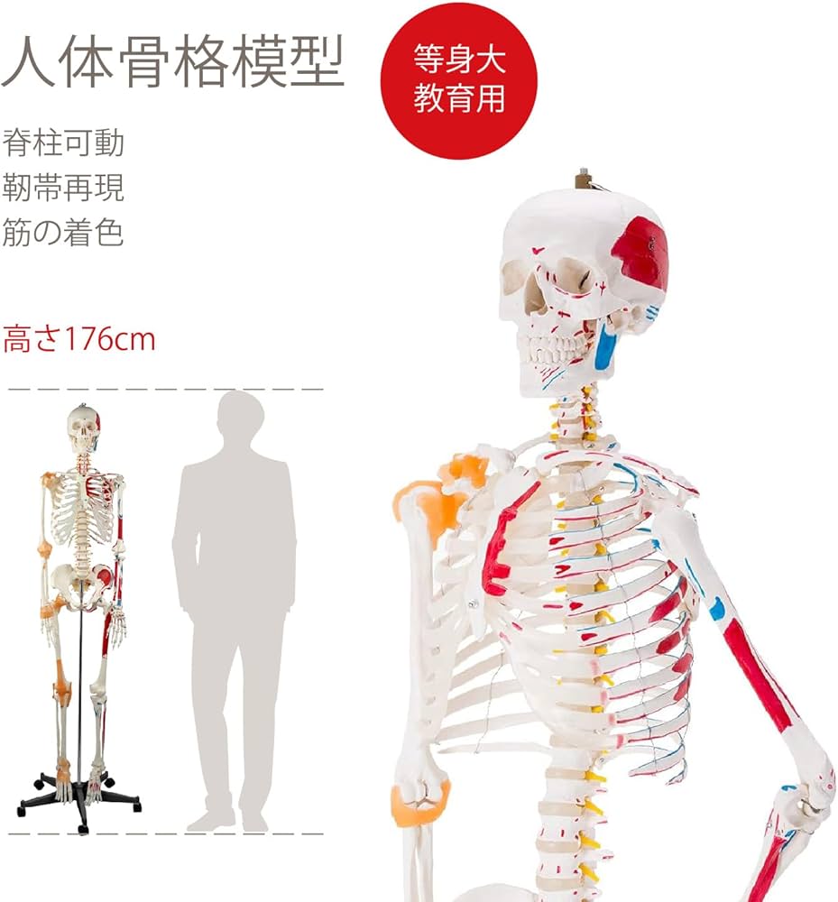 Amazon.co.jp: Kurflo 人体骨格模型 教育用 【176cm】 等身大 人体模型