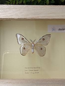 Amazon.co.jp: アポロヤママユ 41ミリ : 文房具・オフィス用品