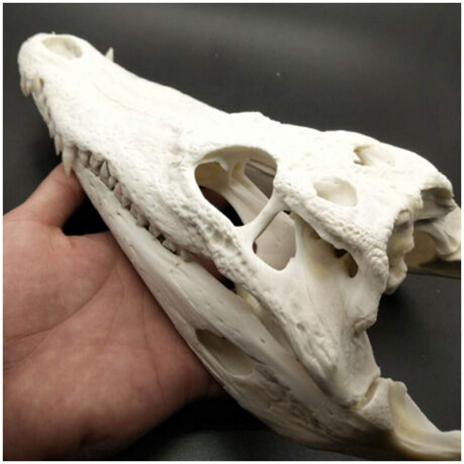 Amazon.co.jp: 本物のワニの頭蓋骨標本 - 動物の頭蓋骨モデル - 本物の