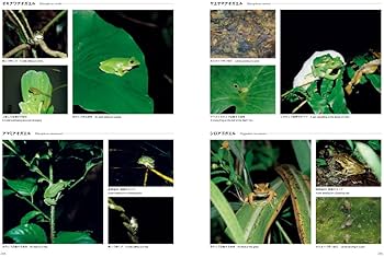日本産カエル大鑑 | 松井 正文, 前田 憲男 |本 | 通販 | Amazon