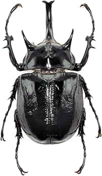 61TQlk8j5bL._AC_UF350,