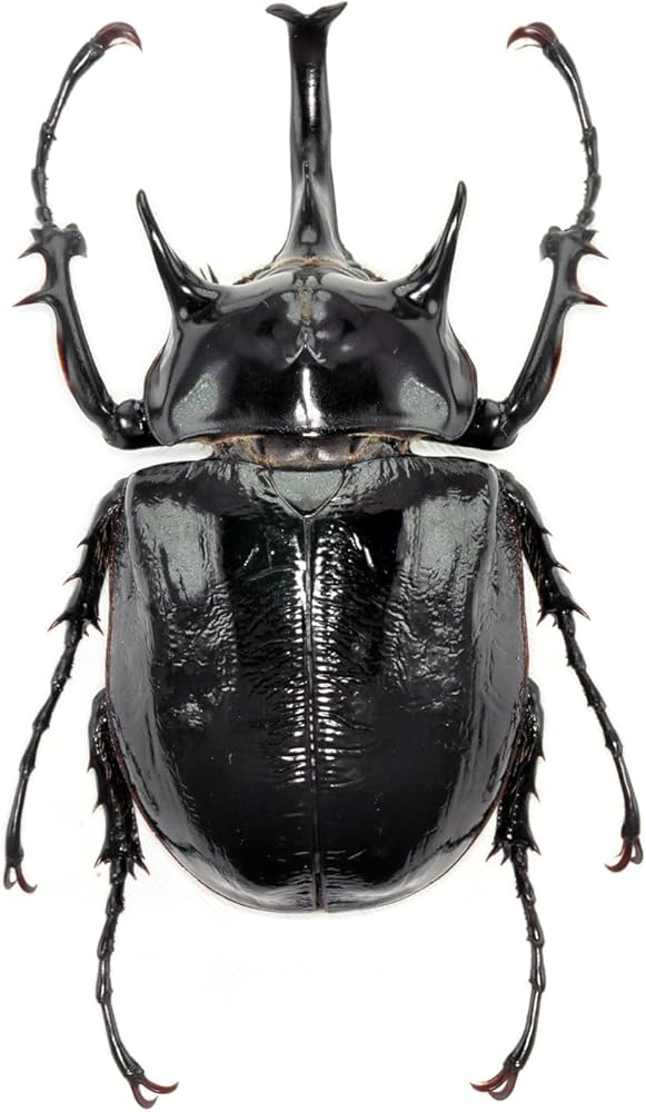 Amazon.co.jp: BACALYSO | 涅槃 マルスゾウカブト フィギュア 13CM級