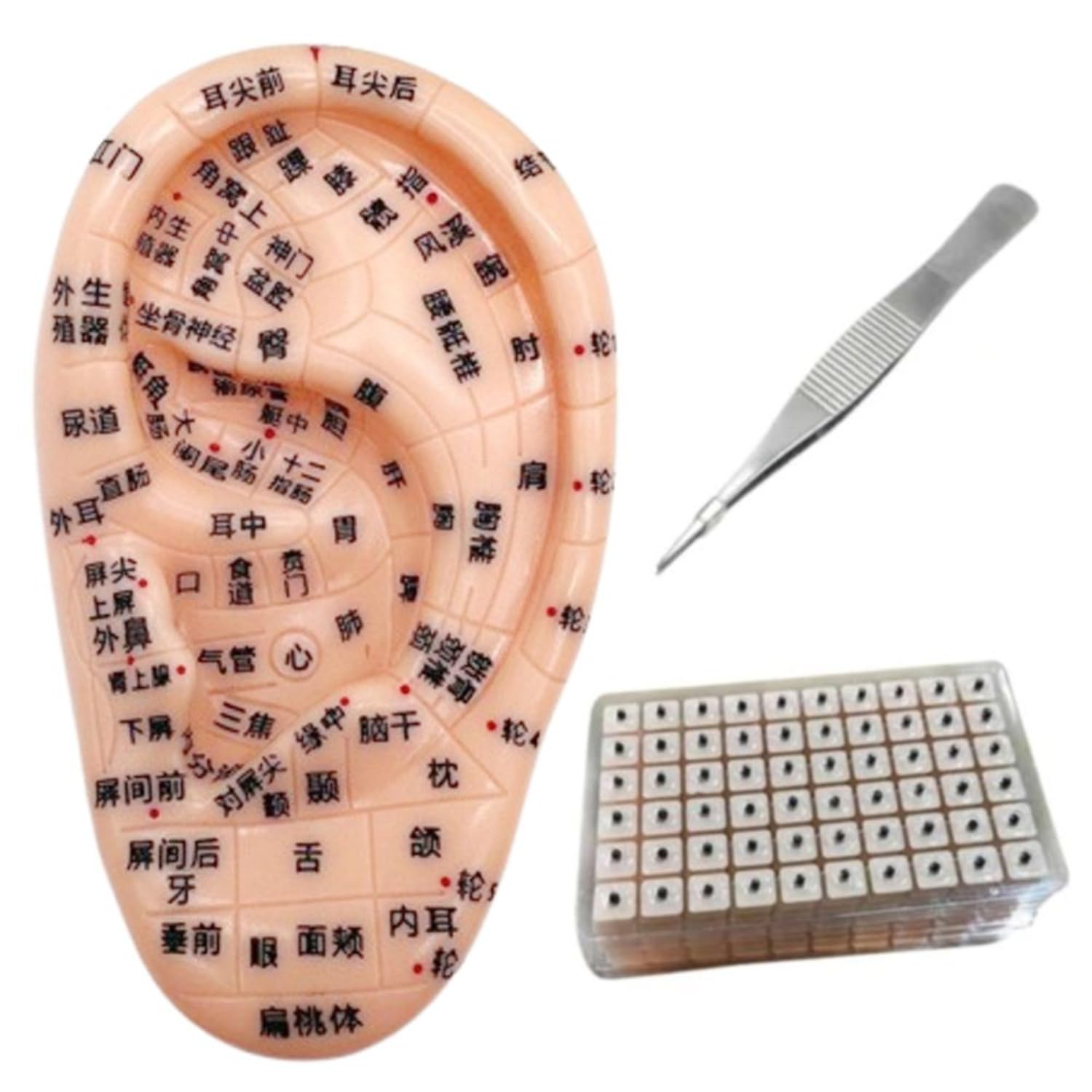 Amazon.co.jp: 【左耳】耳ツボ 模型 耳つぼ 10.5cm 日本語簡易説明書付