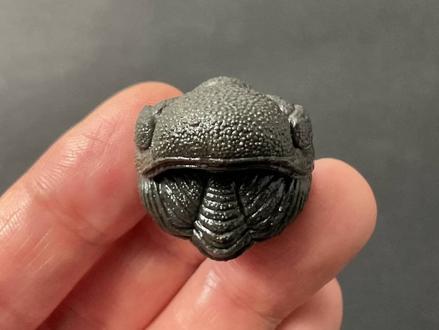 リードプス [PH101] 三葉虫 化石 ファコプス 防御態勢 希少 レア