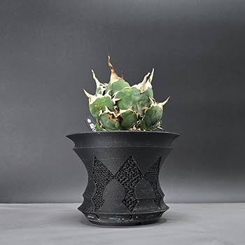 Amazon.co.jp: 【CrownSword】3Dプリンター製植木鉢 アガベ、塊根植物