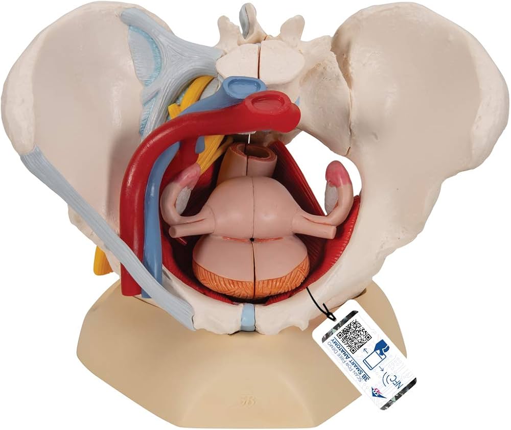 Amazon.co.jp: 骨盤靭帯や骨盤底筋，骨盤内臓，血管や神経なども再現