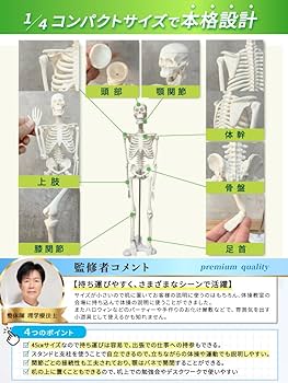 Amazon.co.jp: モノライフ 人体骨格模型 可動 ミニ 1/4 人体模型 全身