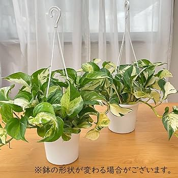 Amazon｜観葉植物 ポトス ステータス 5号 吊り鉢 吊り下げ ハンギング