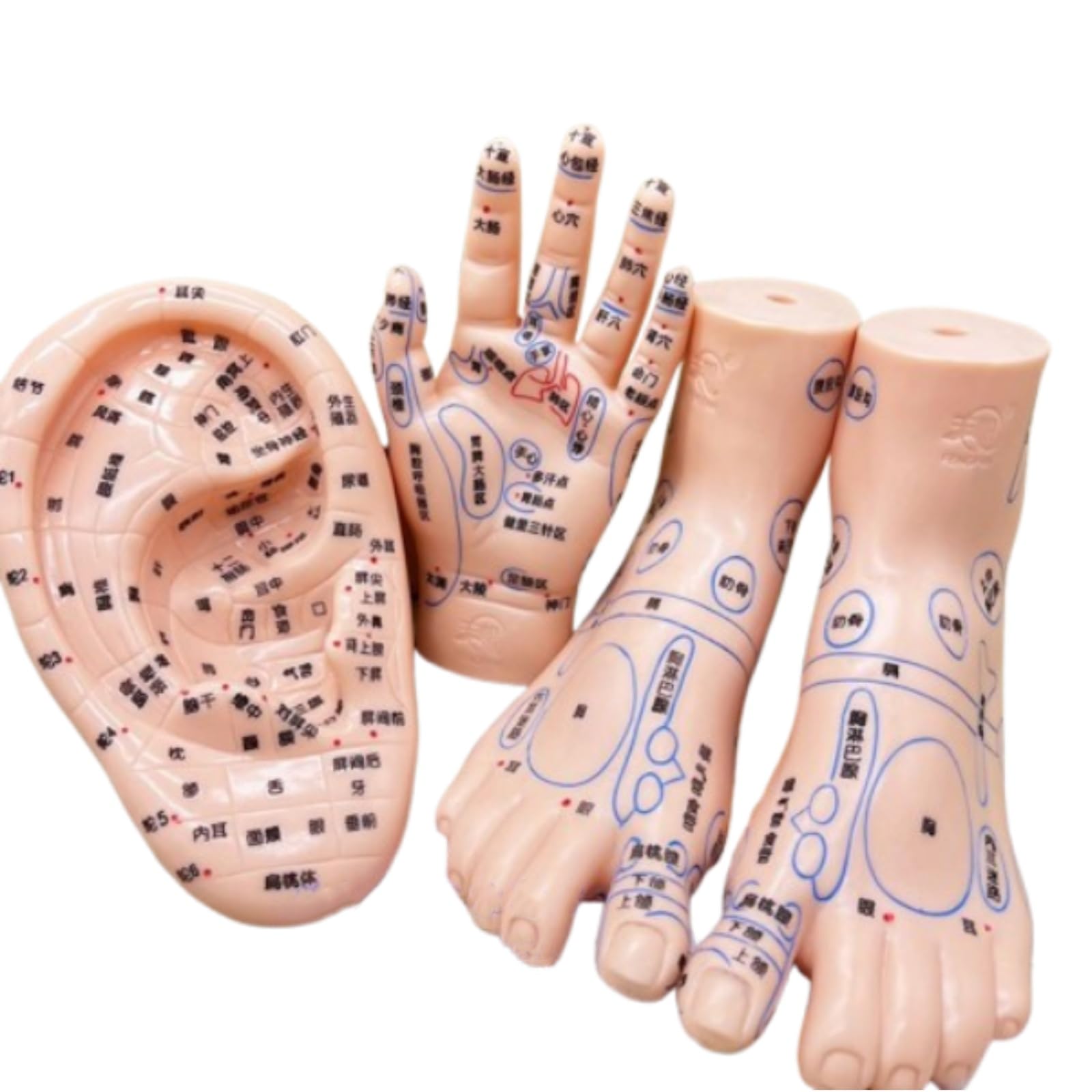 Amazon.co.jp: 4 アイテム 耳と手と足のツボモデル 耳ツボ 模型 手鍼