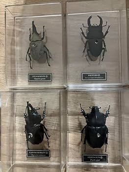 Amazon | クワガタ カブトムシ リアル 標本 フィギュア 9体セット