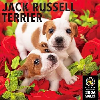 Amazon | ［公式］PICTWANカレンダー2026 【L判】ジャック・ラッセル