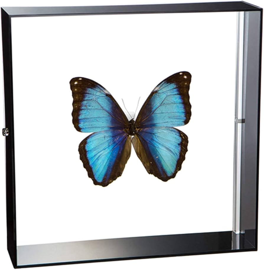 Amazon.co.jp: 蝶の標本 デイダミアモルフォ Morpho deidamia モルフォ