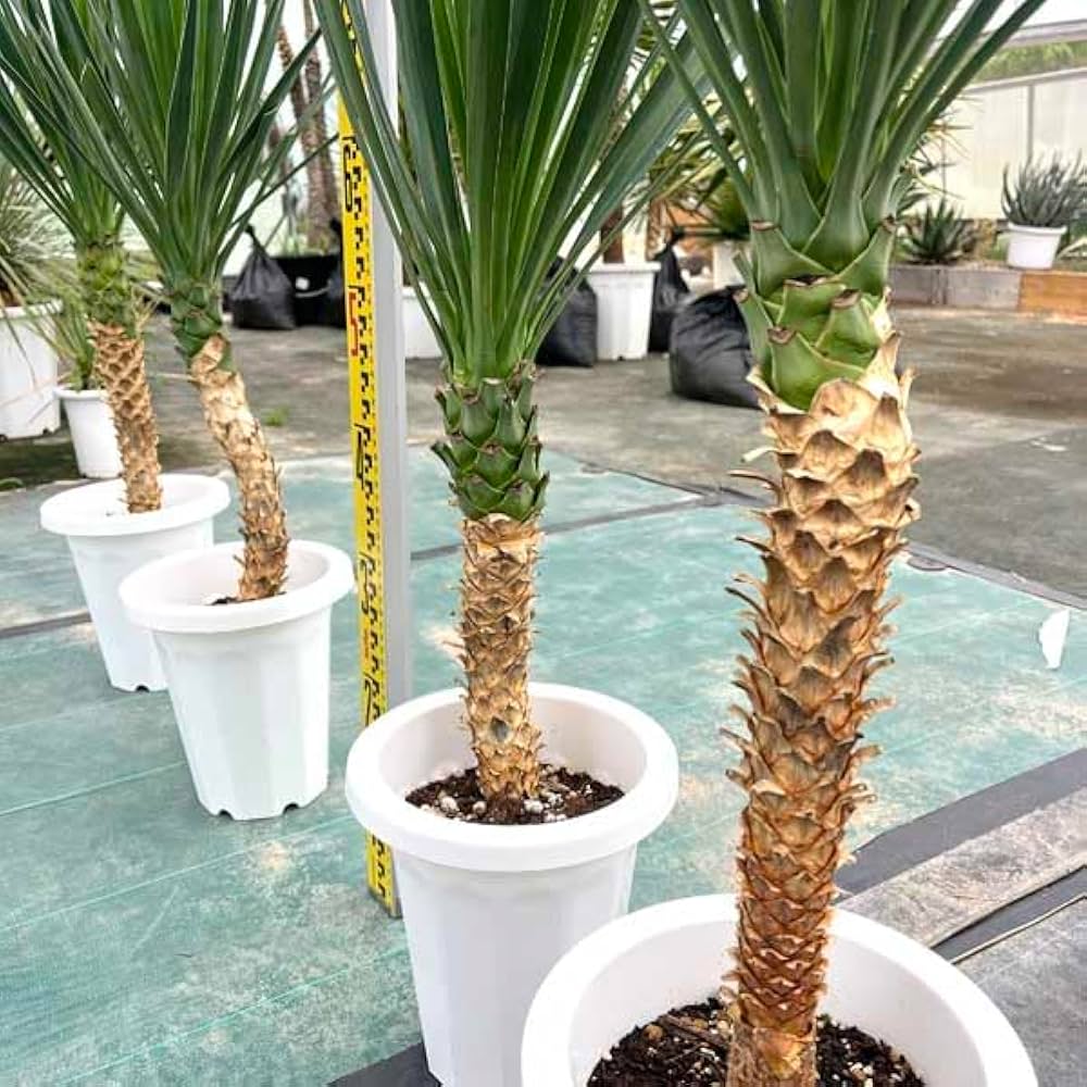 Amazon｜アロイフォリア ユッカ・アロイフォリア 観葉植物 お祝 新築