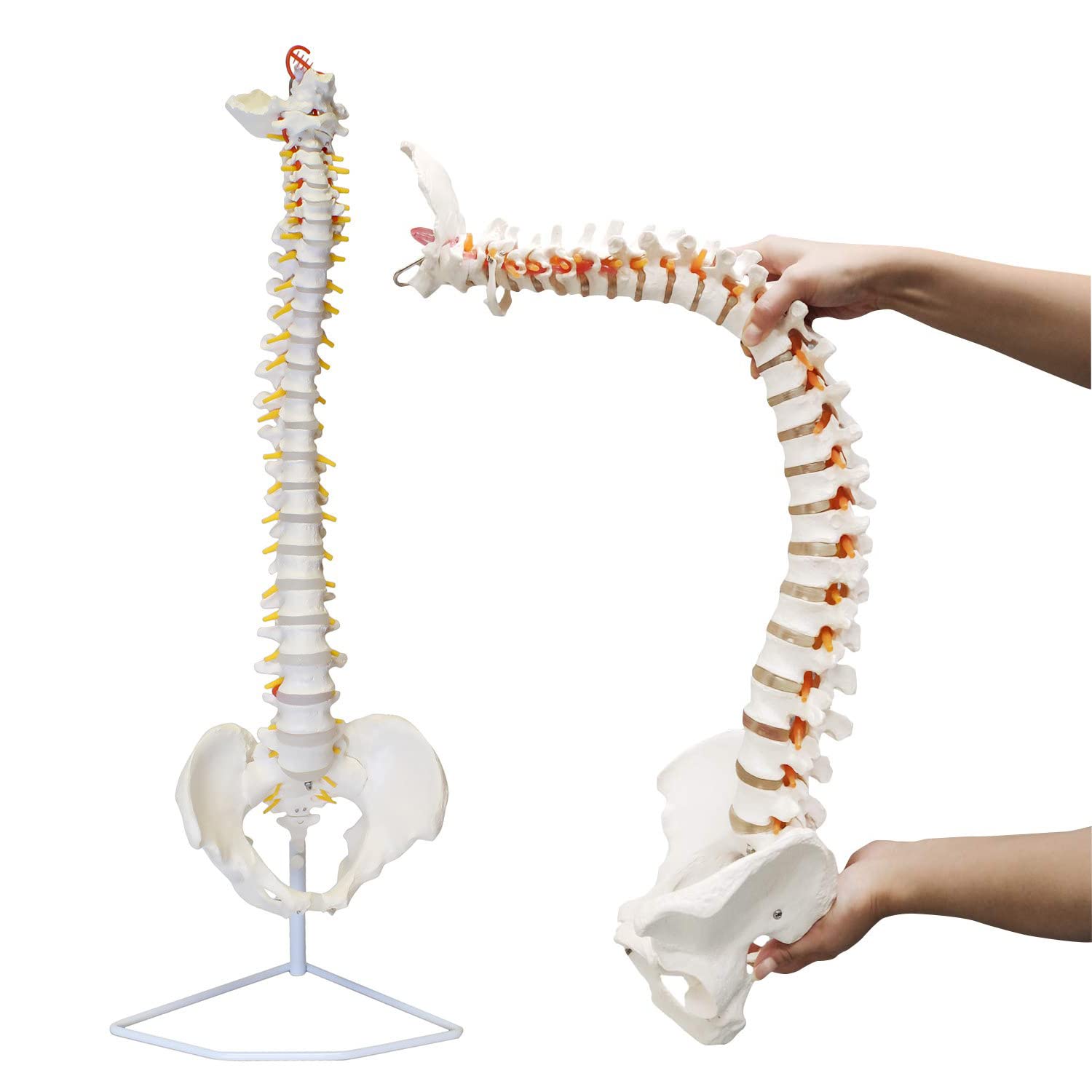 Amazon.co.jp: 教育モデル、85cm等身大脊柱モデル、脊髄神経、頭蓋底