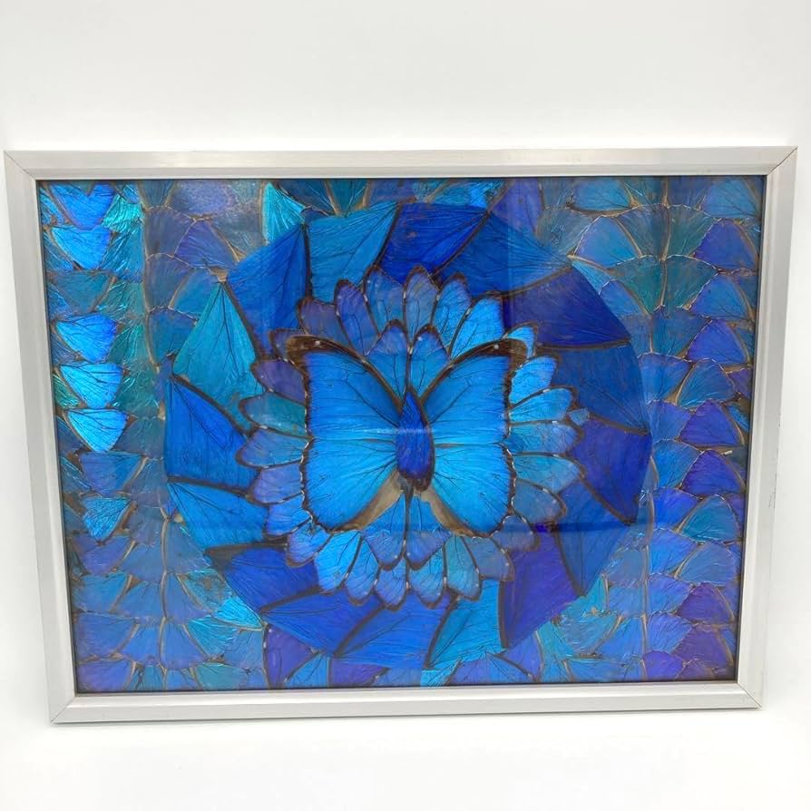 Amazon.co.jp: レア モルフォ蝶 アート 標本 芸術 コレクション 海外