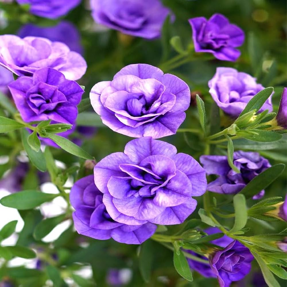 Amazon.co.jp: 花苗 スーパーベル ダブルブルー 9cmポット