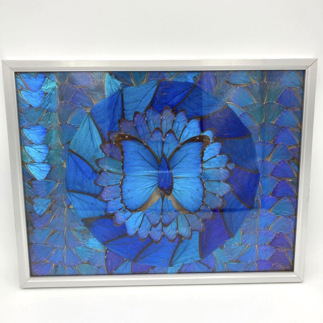 Amazon.co.jp: レア モルフォ蝶 アート 標本 芸術 コレクション 海外