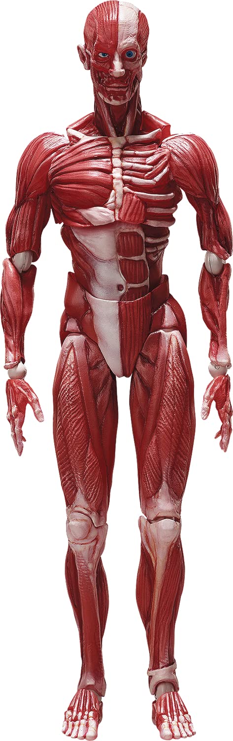 Amazon.com: Freeing Human Anatomical Model Figma Action Figure