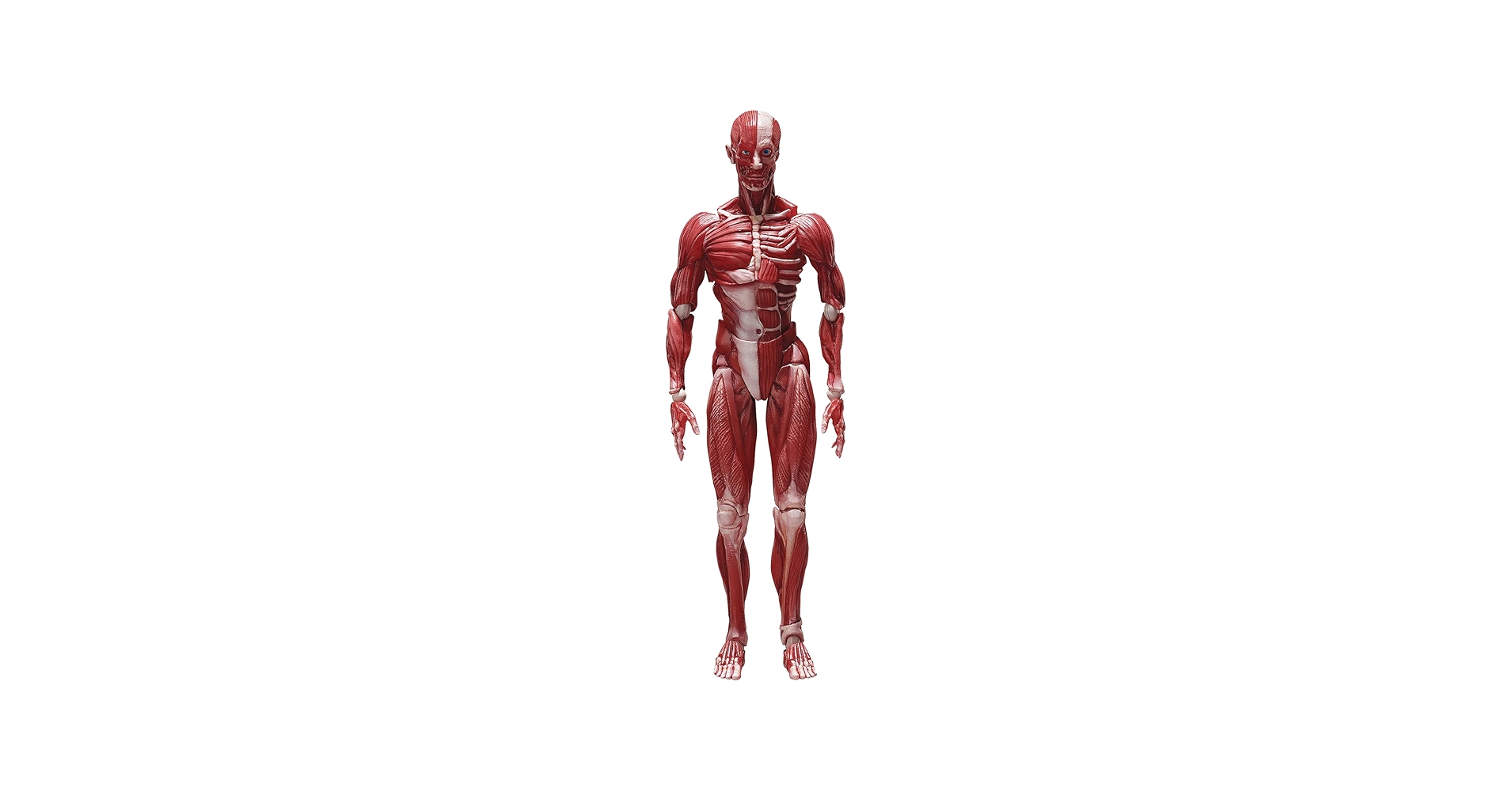 Amazon.com: Freeing Human Anatomical Model Figma Action Figure