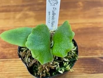 Amazon｜frog_yamato【willinckii Nano】ウィリンキー ナノ spore