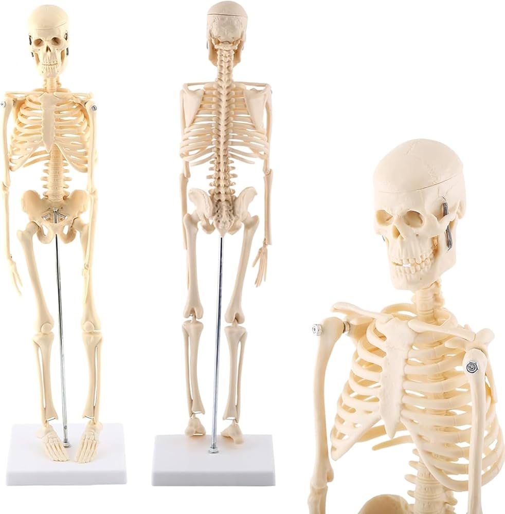 Amazon.co.jp: 人体模型 骨格標本 1/4サイズ 全身骨格模型 約45 cmミニ