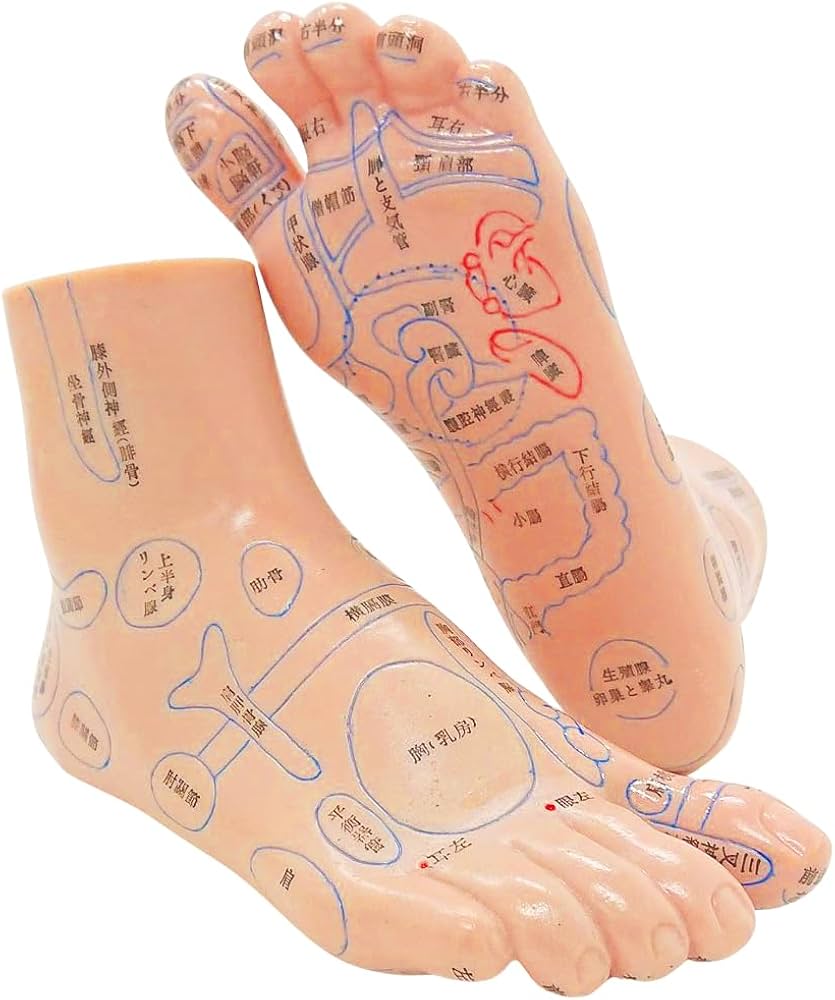 Amazon.co.jp: UPstore 足つぼ 模型 反射区 経穴 立体図解 日本語表記