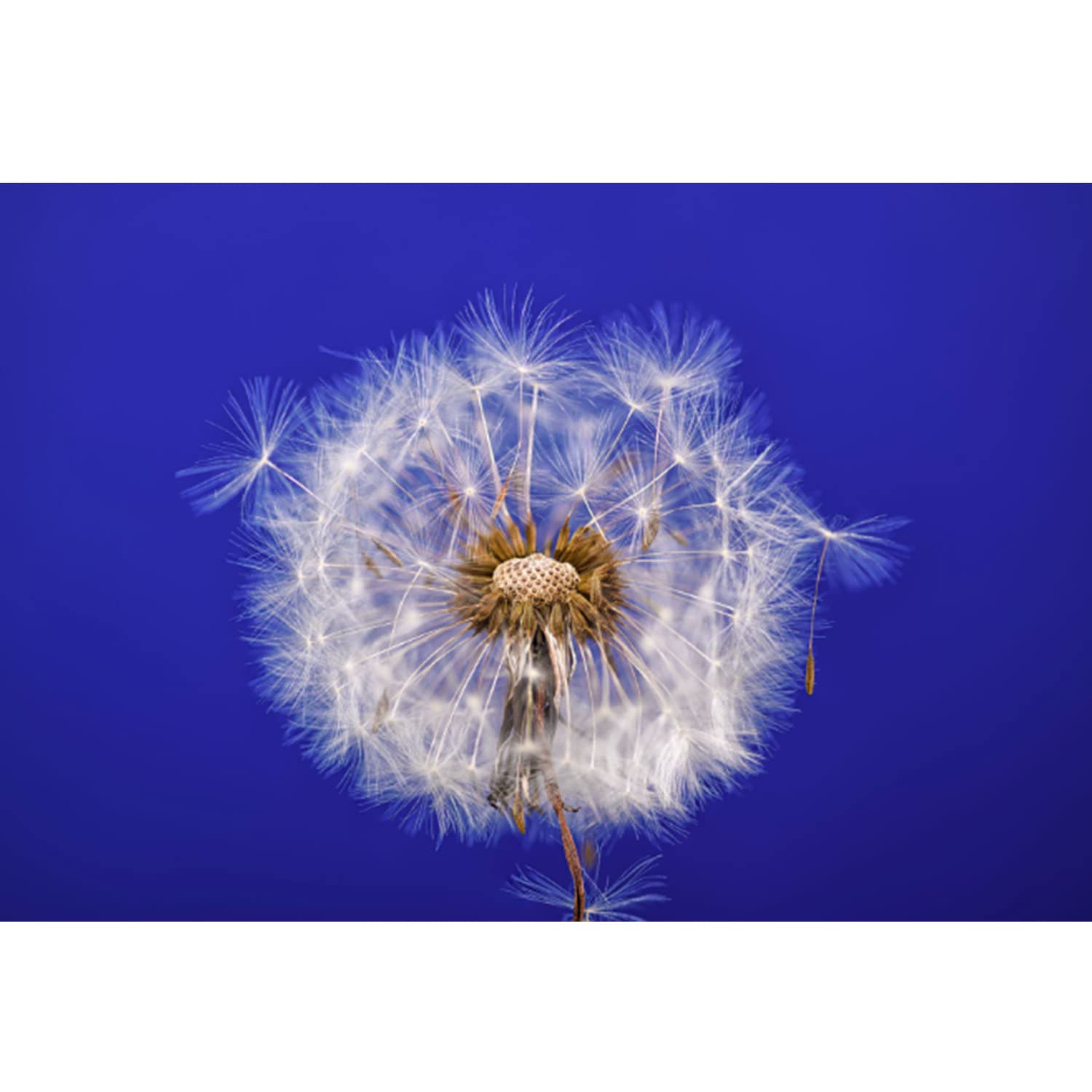 Amazon.com : TOKINA ATX-i 100mm Macro F2.8 for Nikon F Mount