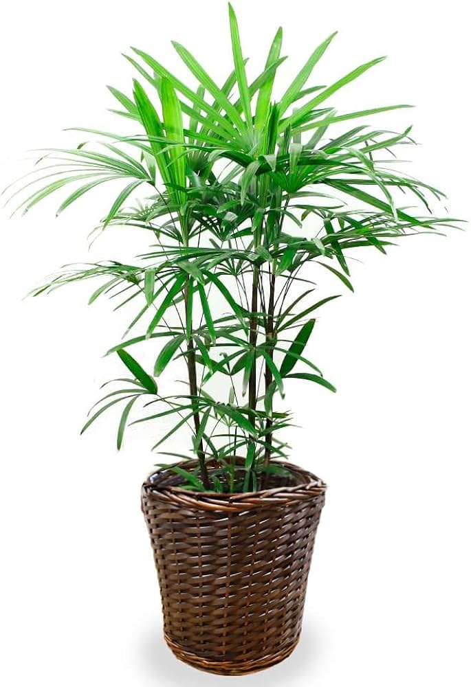 Amazon｜観葉植物 棕櫚竹（シュロチク） 8号 【ブラウン鉢カバー付